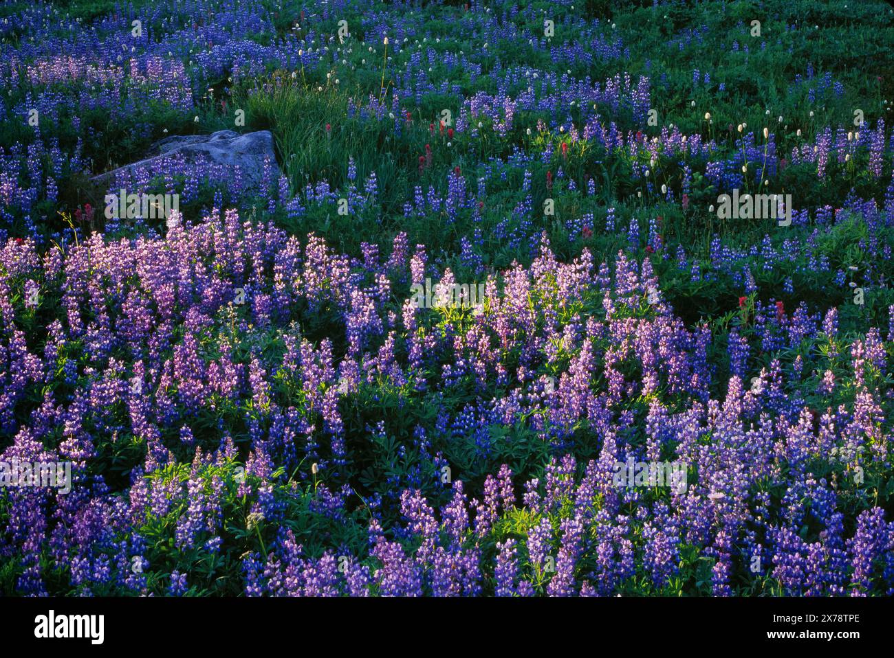Prato di Lupine lungo il Nisqually Vista Trail nella Paradise area al Mount Rainier National Park, Washington. Foto Stock