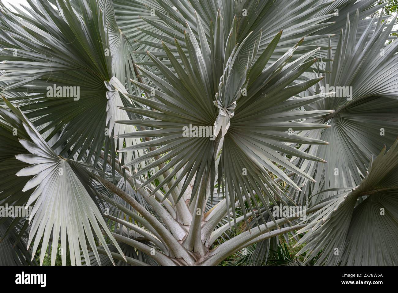 Palma da ventaglio Latania nel giardino botanico di Culiacan (Jardin Botanico Culiacán), Sinaloa, Messico. Foto Stock