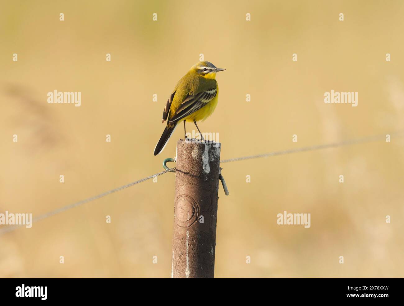 Kloster Lehnin, Germania. 29 aprile 2024. 29.04.2024, Un wagtail giallo occidentale maschile (Motacilla flava) si trova su un recinto nella riserva naturale Rietzer SEE nel comune di Kloster Lehnin. Qui ci sono prati naturali e grandi aree ricoperte di canne. Questo attrae insetti, sui quali vivono le wagtails. Credito: Wolfram Steinberg/dpa credito: Wolfram Steinberg/dpa/Alamy Live News Foto Stock