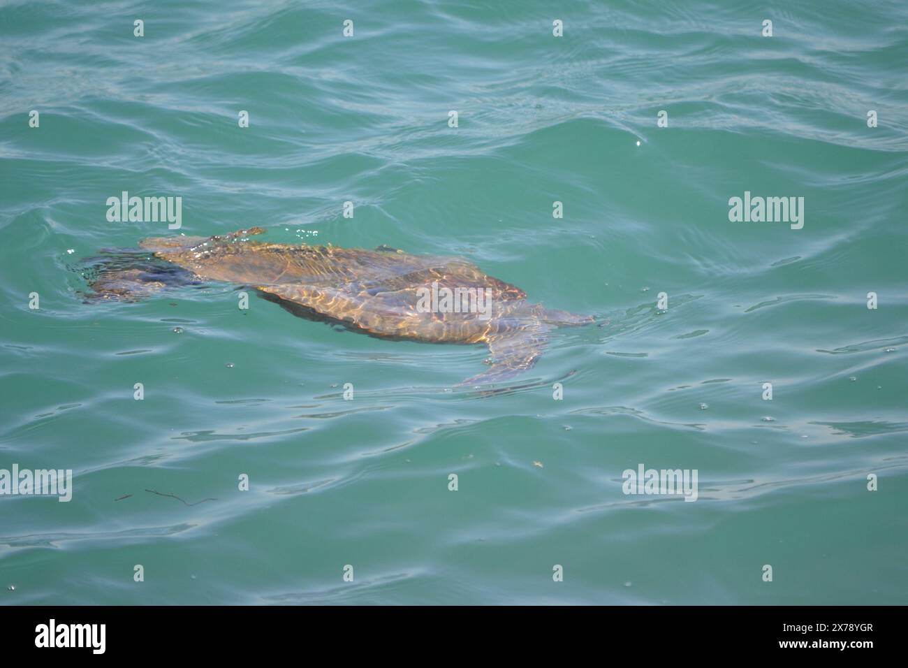 Una tartaruga marina si tuffa vicino al molo roccioso nelle acque turchesi di Ponce Inlet Beach, Florida. Foto Stock