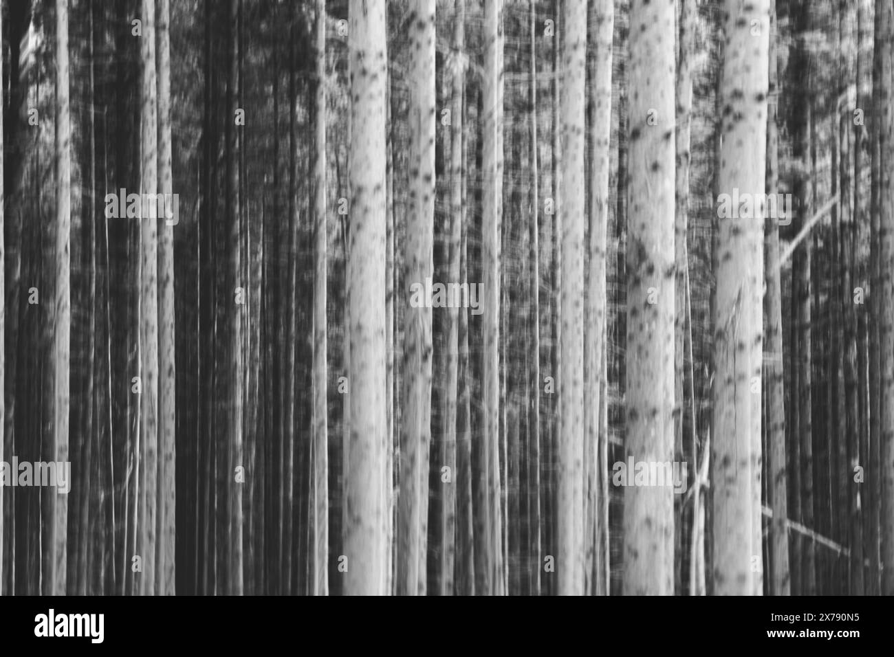 Foto astratta del movimento intenzionale della fotocamera con una foresta. L'arte fotografica Moody Eerie Foto Stock