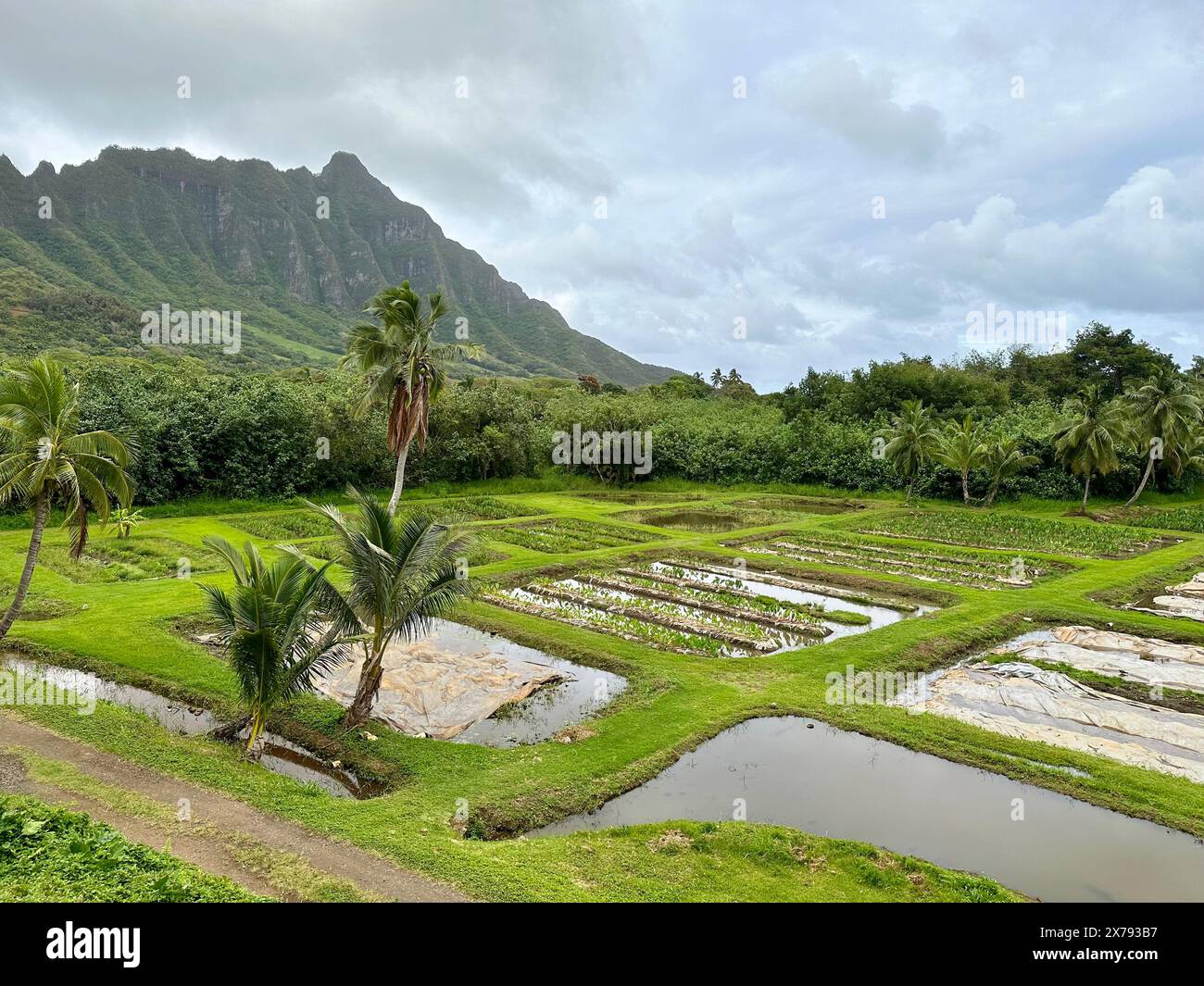 Taro Fields presso il Kualoa Ranch sull'isola hawaiana di Oahu Foto Stock