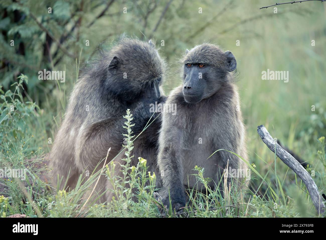 Un paio di babbuini Chacma, Papio ursinus, che si preparano a vicenda nel Parco Nazionale di Pilanesberg, in Sudafrica Foto Stock