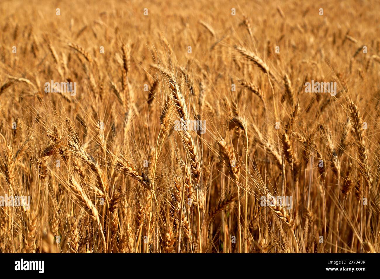 Orecchie di frumento, sfondo giallo del campo, natura. Ricco raccolto estivo, agricoltura, produzione alimentare. Mancanza di grano alimentare, esportazione di grano dall'Ucraina. S Foto Stock