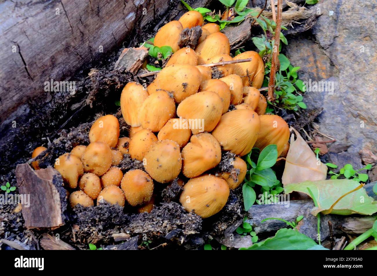 Funghi che crescono sul terreno. Dai piani forestali ai parchi urbani. La diversità dei funghi che prosperano sul terreno. Affilatura selettiva Foto Stock