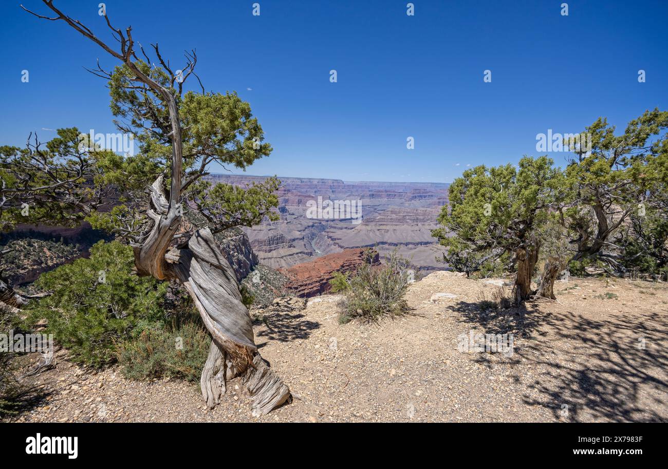 Tronco di pino ginepro gnarled sul bordo del Grand Canyon a Mohave Point, sul South Rim, Arizona, USA il 28 aprile 2024 Foto Stock