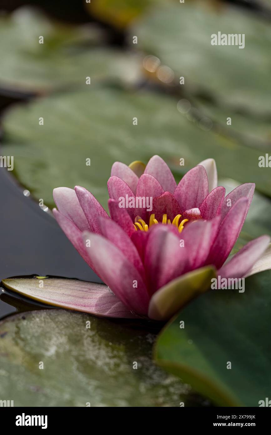 Giglio d'acqua rosa o fiore di loto Perry's Orange Sunset nel laghetto con giardino. Primo piano di Nymphaea con gocce d'acqua riflesse sull'acqua verde contro il sole. Flusso Foto Stock
