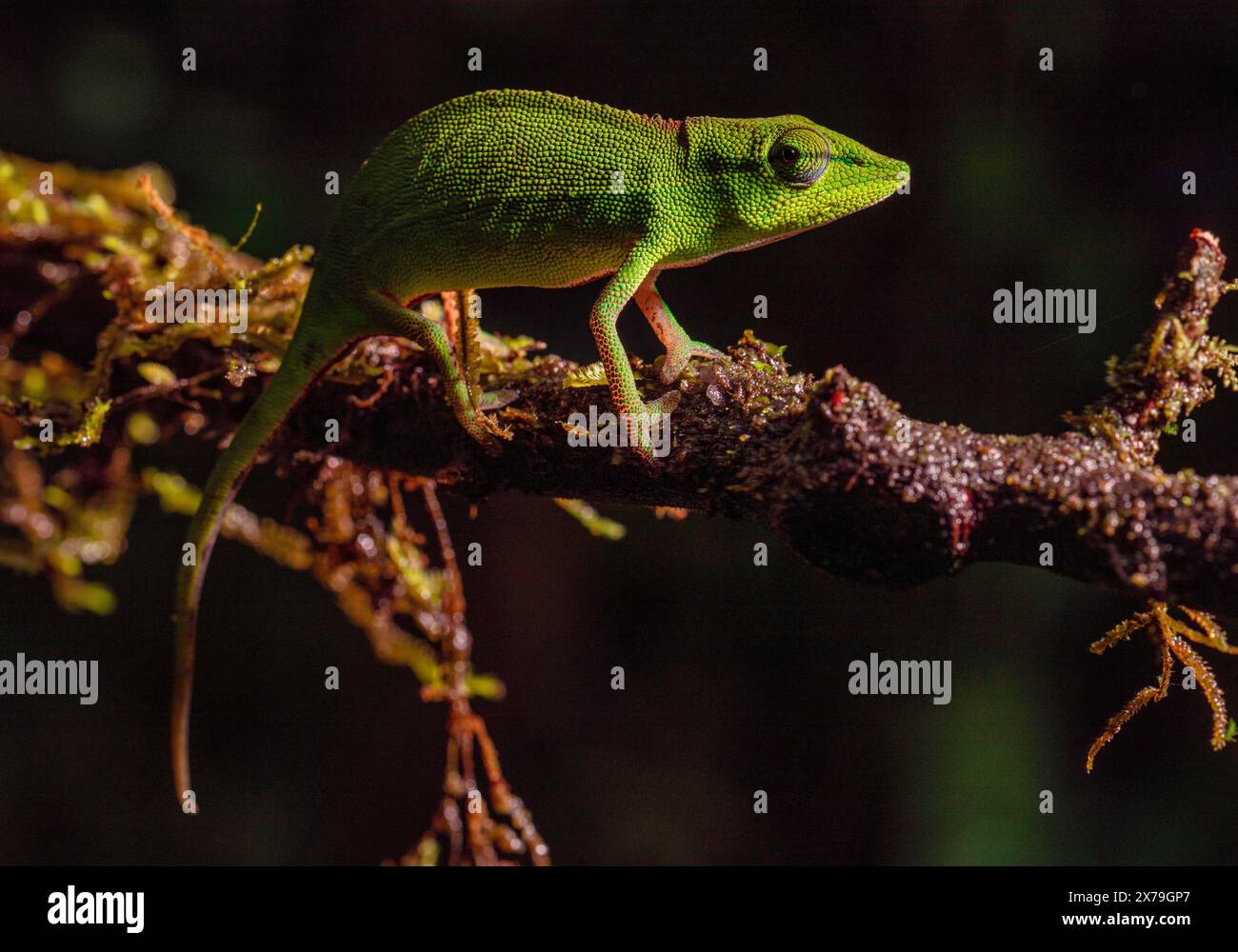 Un camaleonte verde su un ramo coperto di muschio in una foresta buia, ben mimetizzato, Madagascar Foto Stock