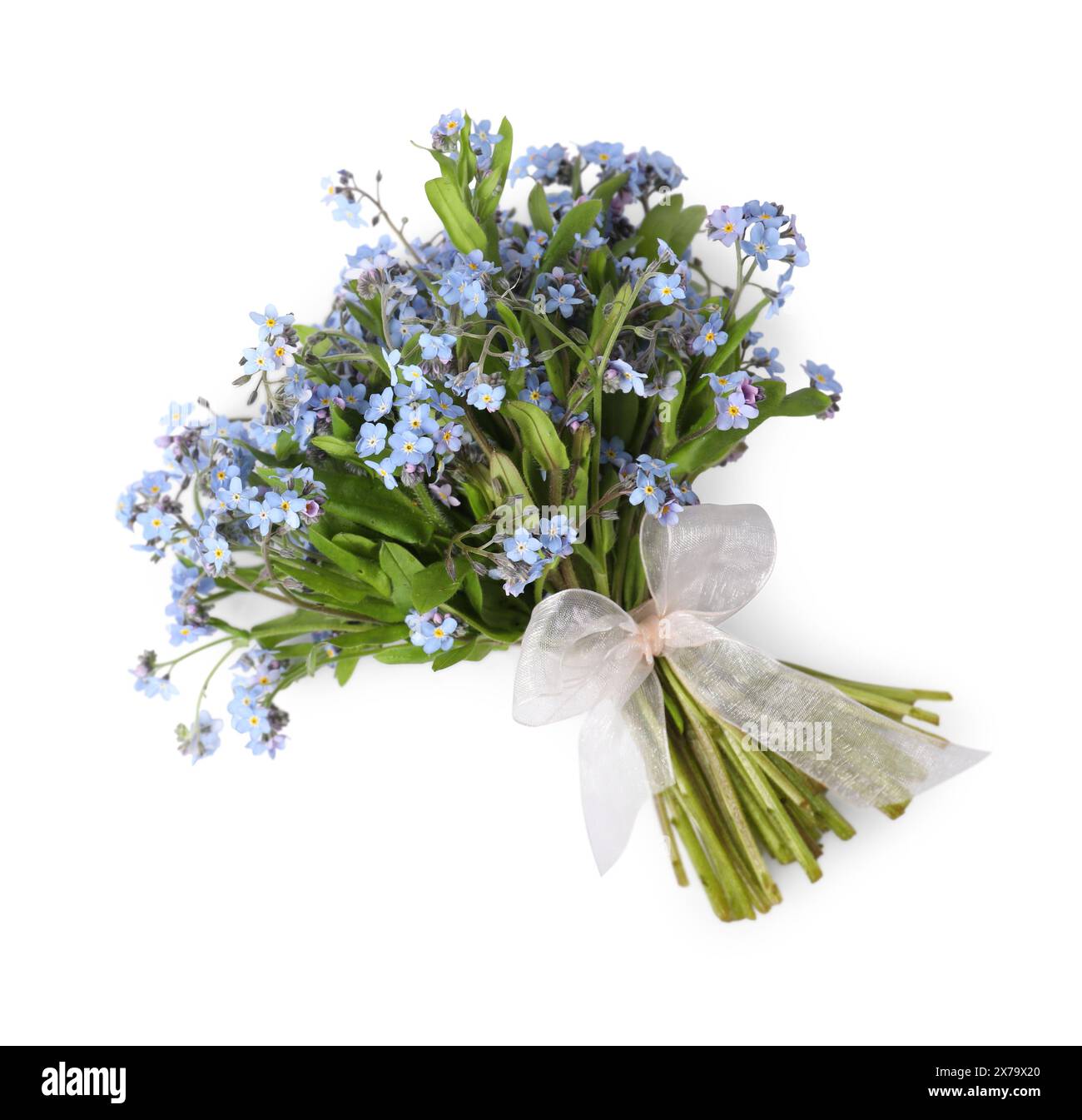 Bouquet di bellissimi fiori dimenticati su sfondo bianco, vista dall'alto. Spazio per il testo Foto Stock