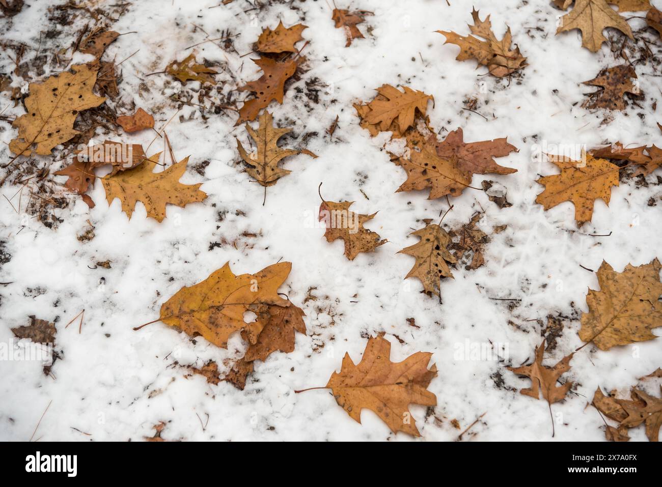 Neve sulla terra nella foresta in inverno Foto Stock