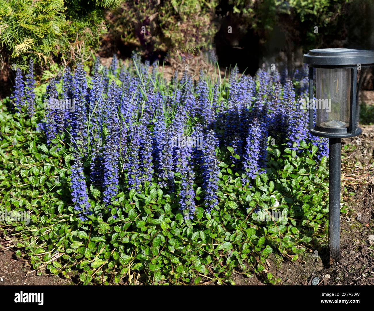 Giardino di fiori selvatici blu con luce solare verde per un ambiente pulito Foto Stock