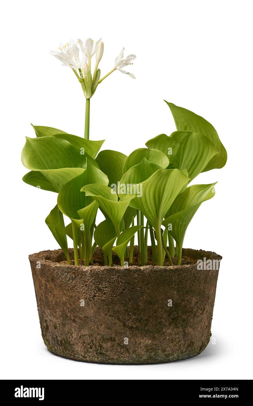 hosta sieboldiana elegans pianta in vaso di cemento con fiori bianchi su un paesaggio alto sopra fogliame sfondo bianco isolato su vista laterale Foto Stock