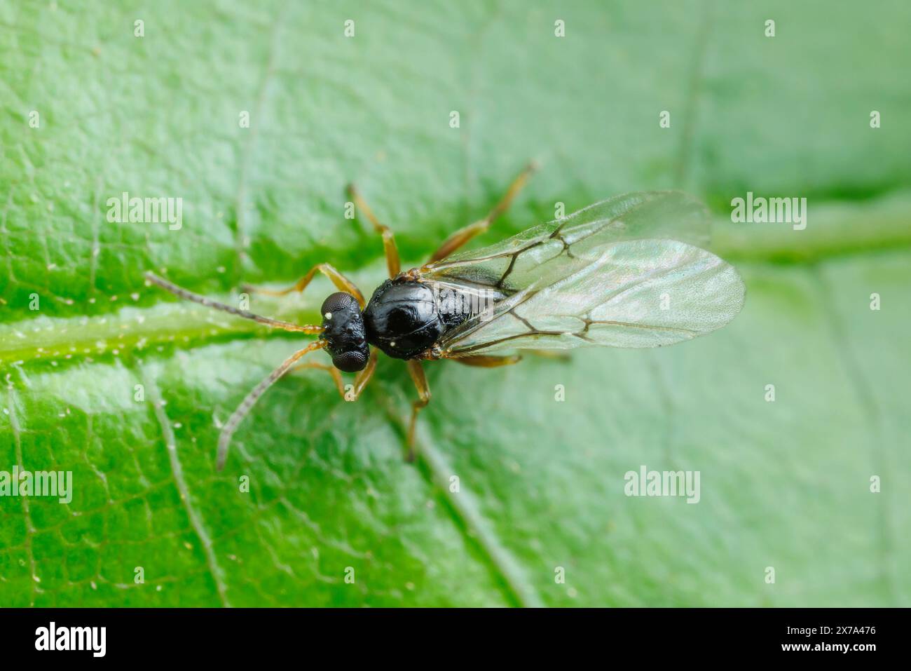 Succulenta vespa di quercia (Dryocosmus quercuspalustris) - femmina Foto Stock