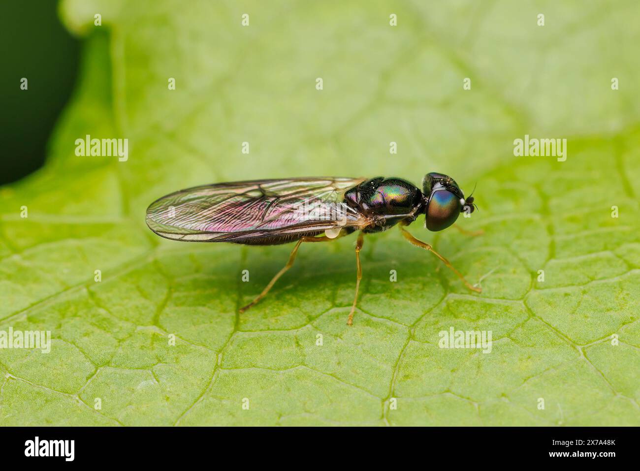 Soldier Fly (Sargus decorus) - donna Foto Stock