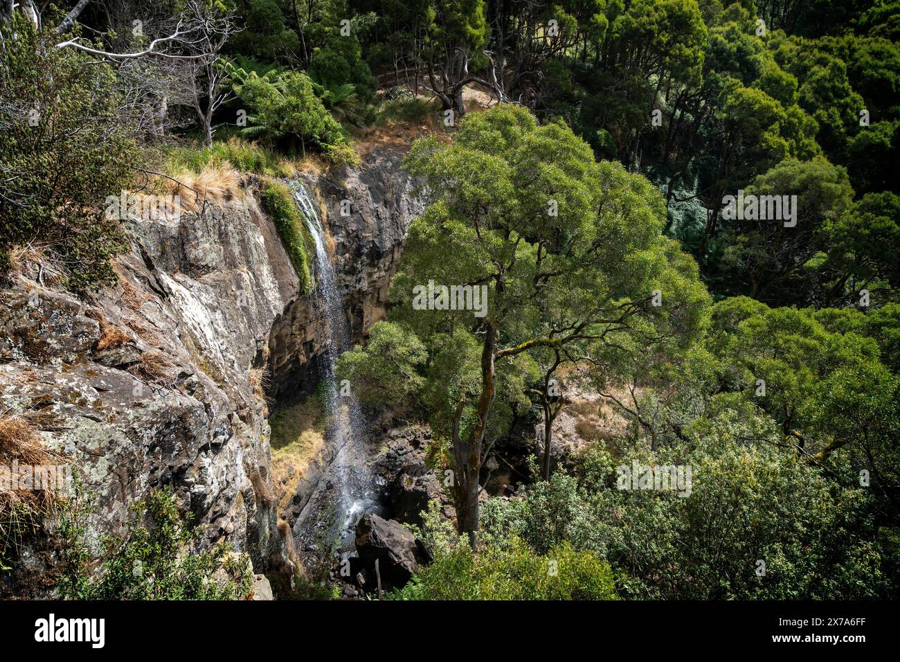 Preston Falls, Gunns Palin, Tasmania Foto Stock