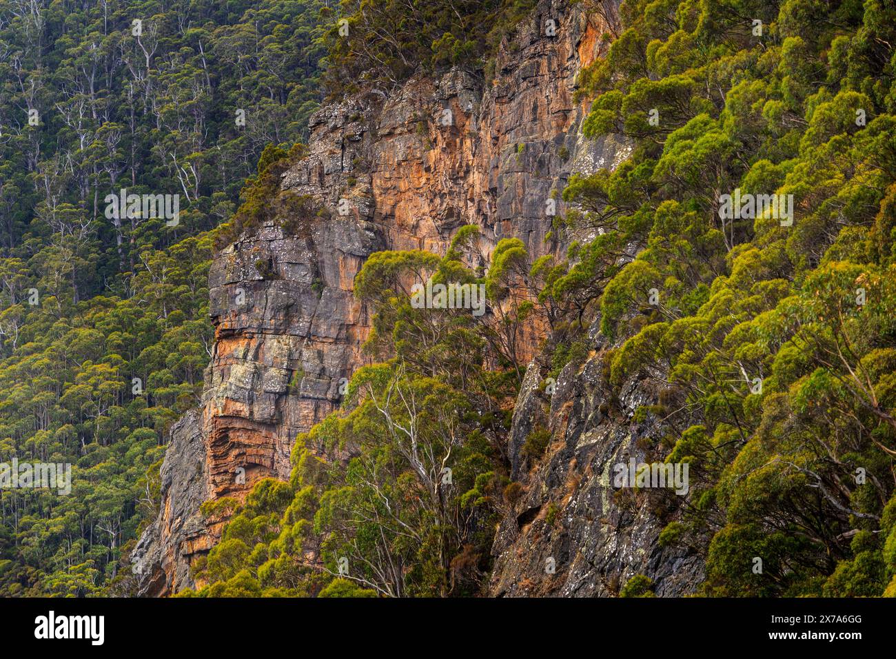 Cliff Face, Leven Canyon, Nietta, Tasmania Foto Stock