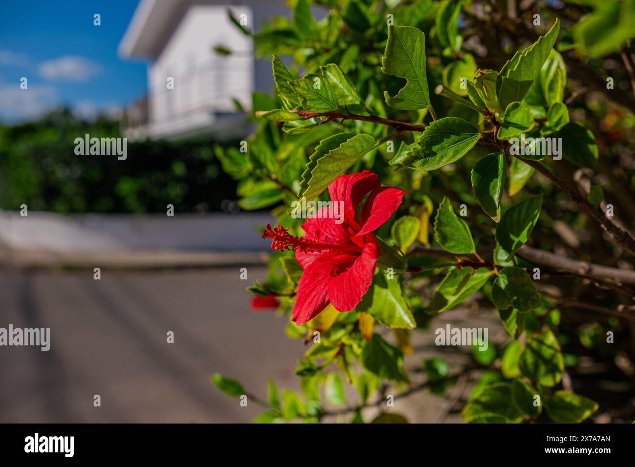 Foto ravvicinata di Hibiscus fragilis. Grande e bel fiore rosso tra foglie verdi. Foto macro pulita e perfetta del fiore di ibisco. Foto Stock