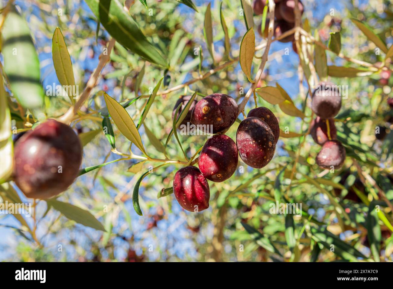 Le olive viola maturano sui rami. Le olive sui rami di un olivo maturano al sole. Primo piano di olive mature. Foto naturale di prodotti naturali Foto Stock