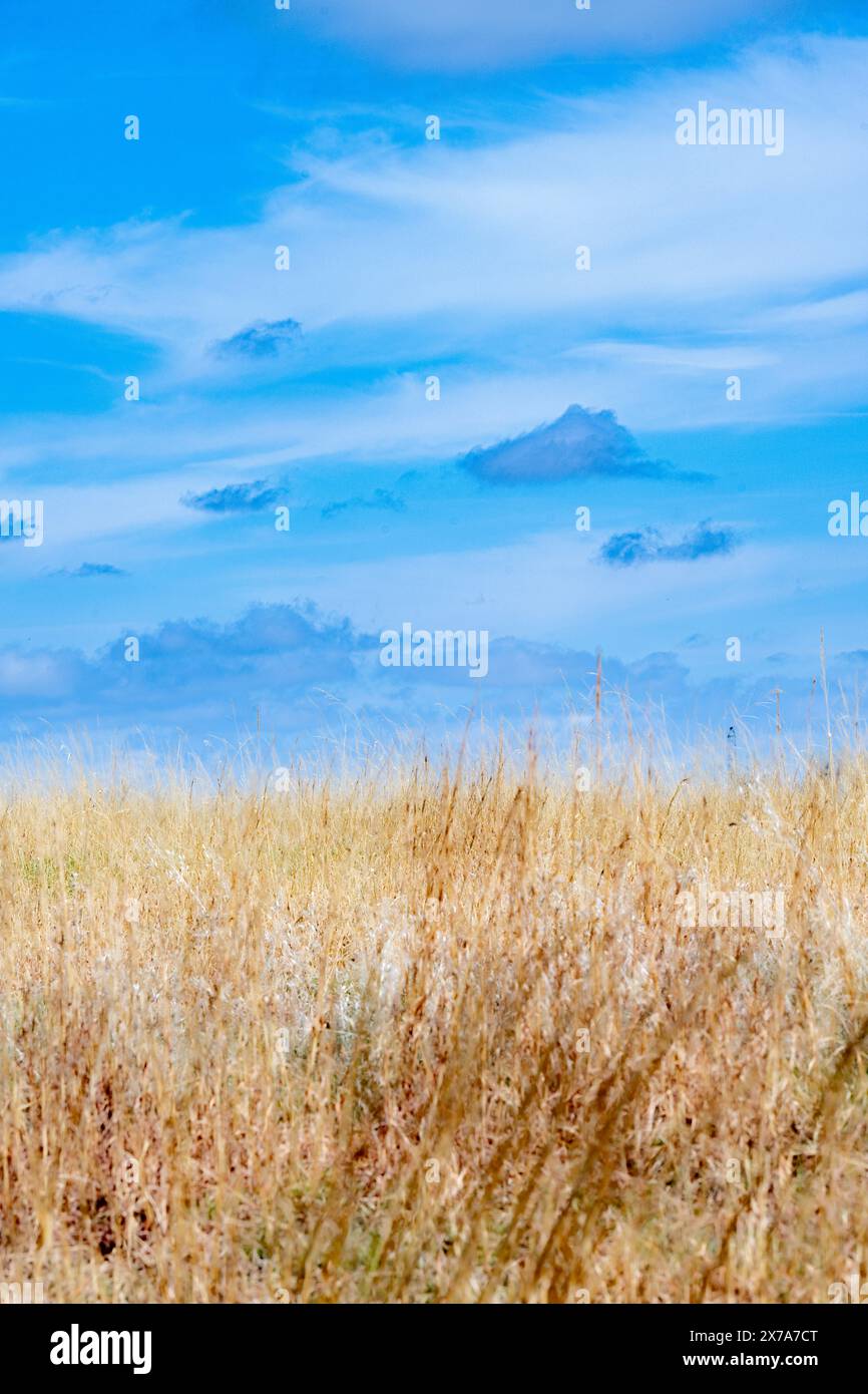 Prateria americana - USA Mountain West / paesaggio del Midwest in Colorado Stati Uniti - alte erbe e cielo blu Arsenale riserva naturale sotto il cielo blu Foto Stock