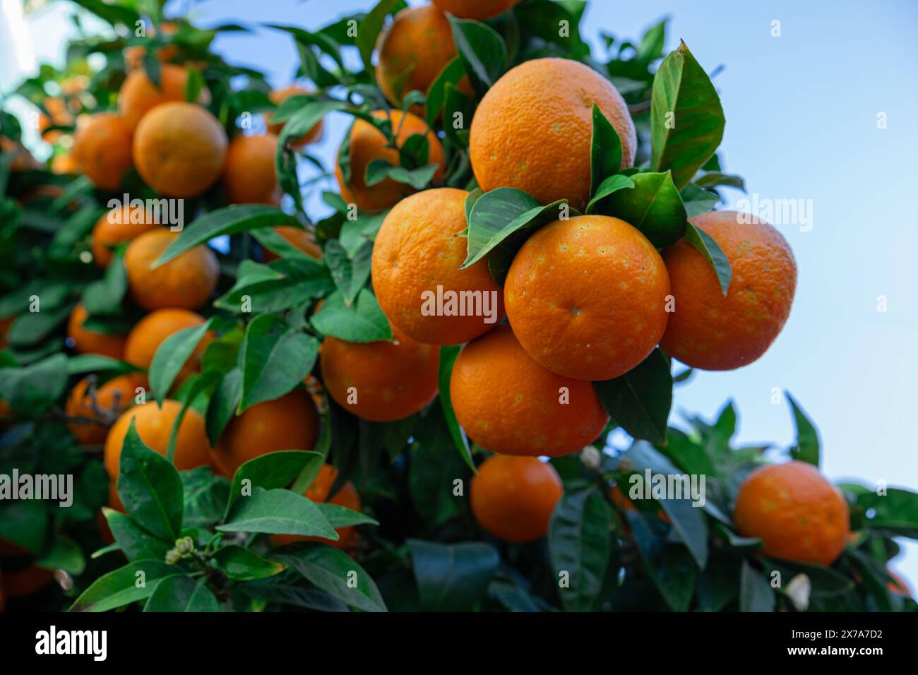 Grandi arance pendono su un ramo. Arancio molto fruttato. Le arance naturali crescono all'aperto. Foto Stock