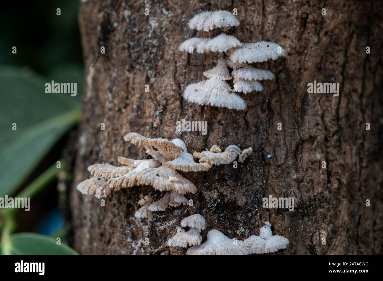 Un fungo bianco che cresce sul tronco di un albero, probabilmente una specie di Polyporus o Fomitopsis. Foto Stock