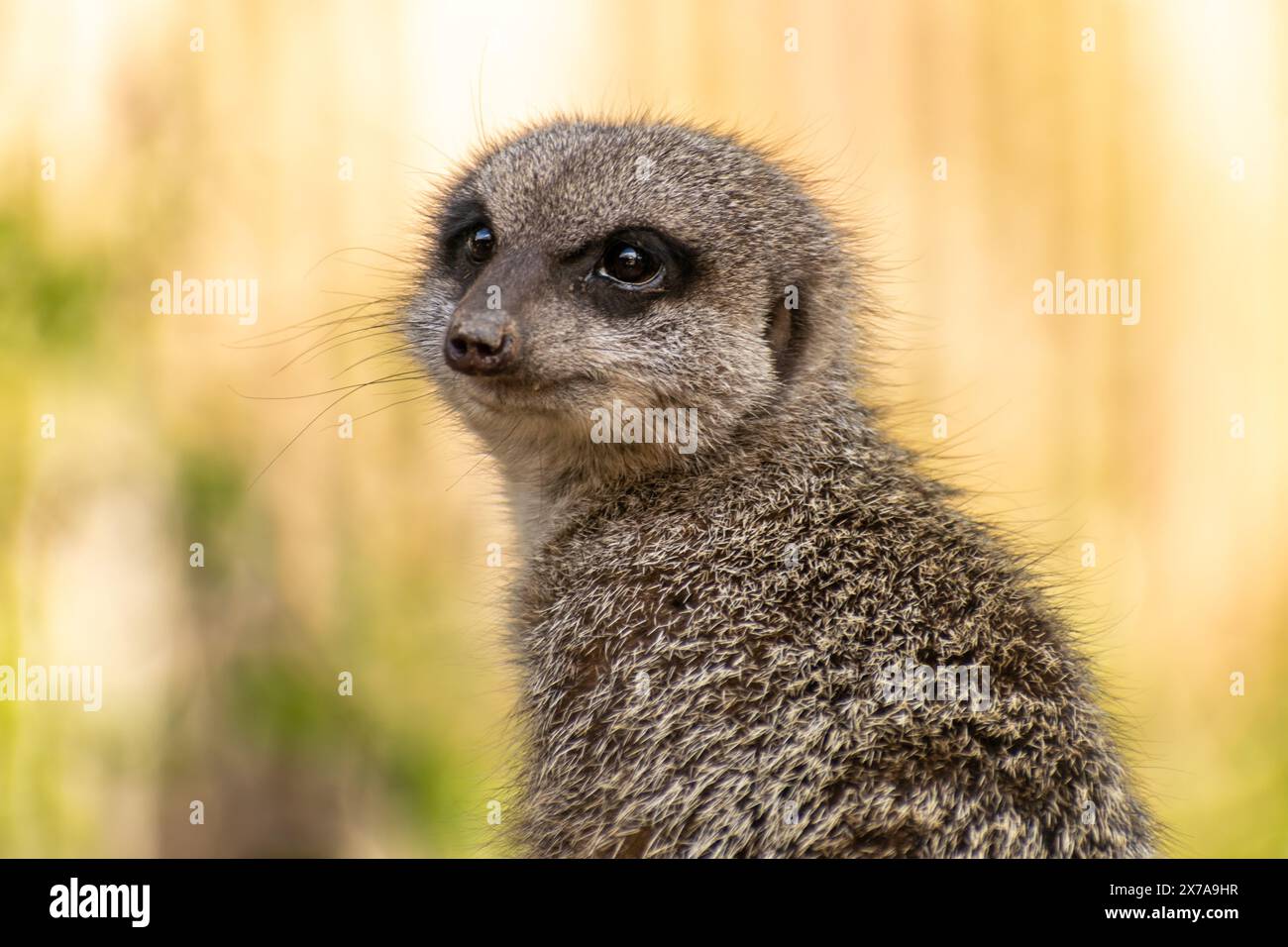 Meerkat Ritratto, Suricate Foto Stock