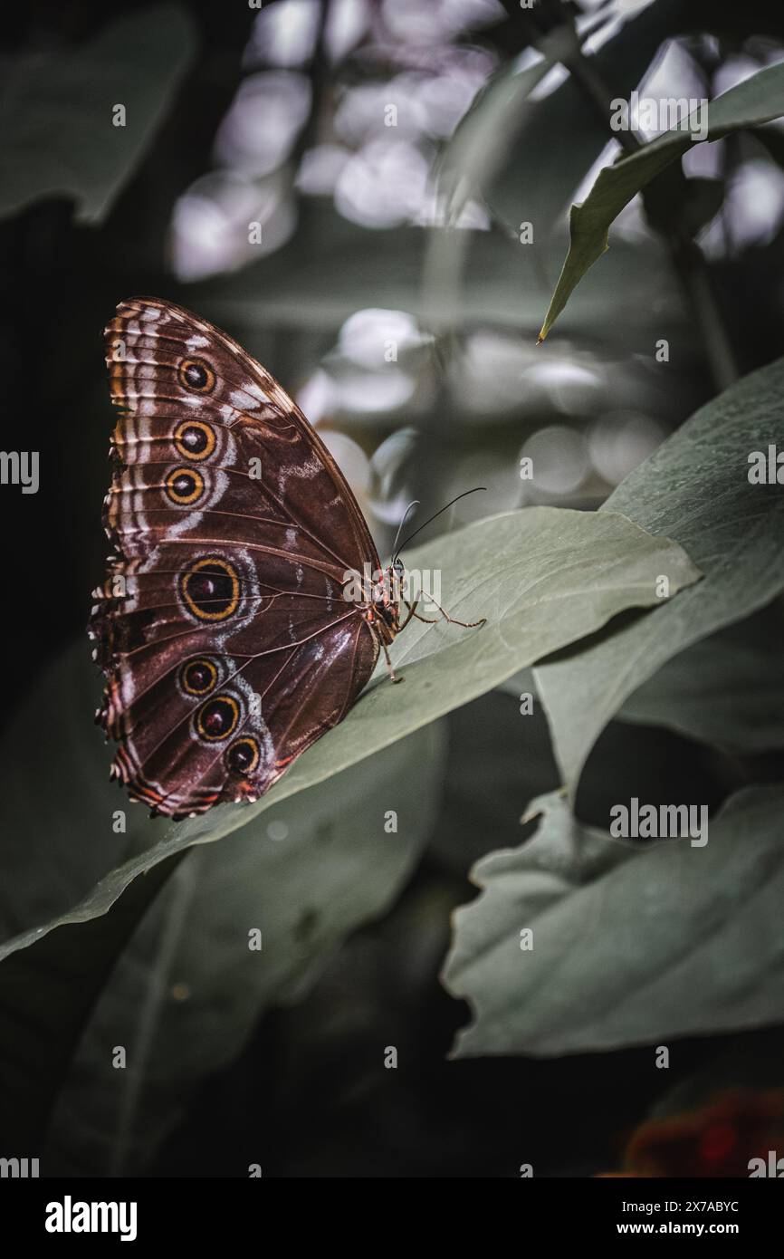 Butterfly su un lasciare Foto Stock