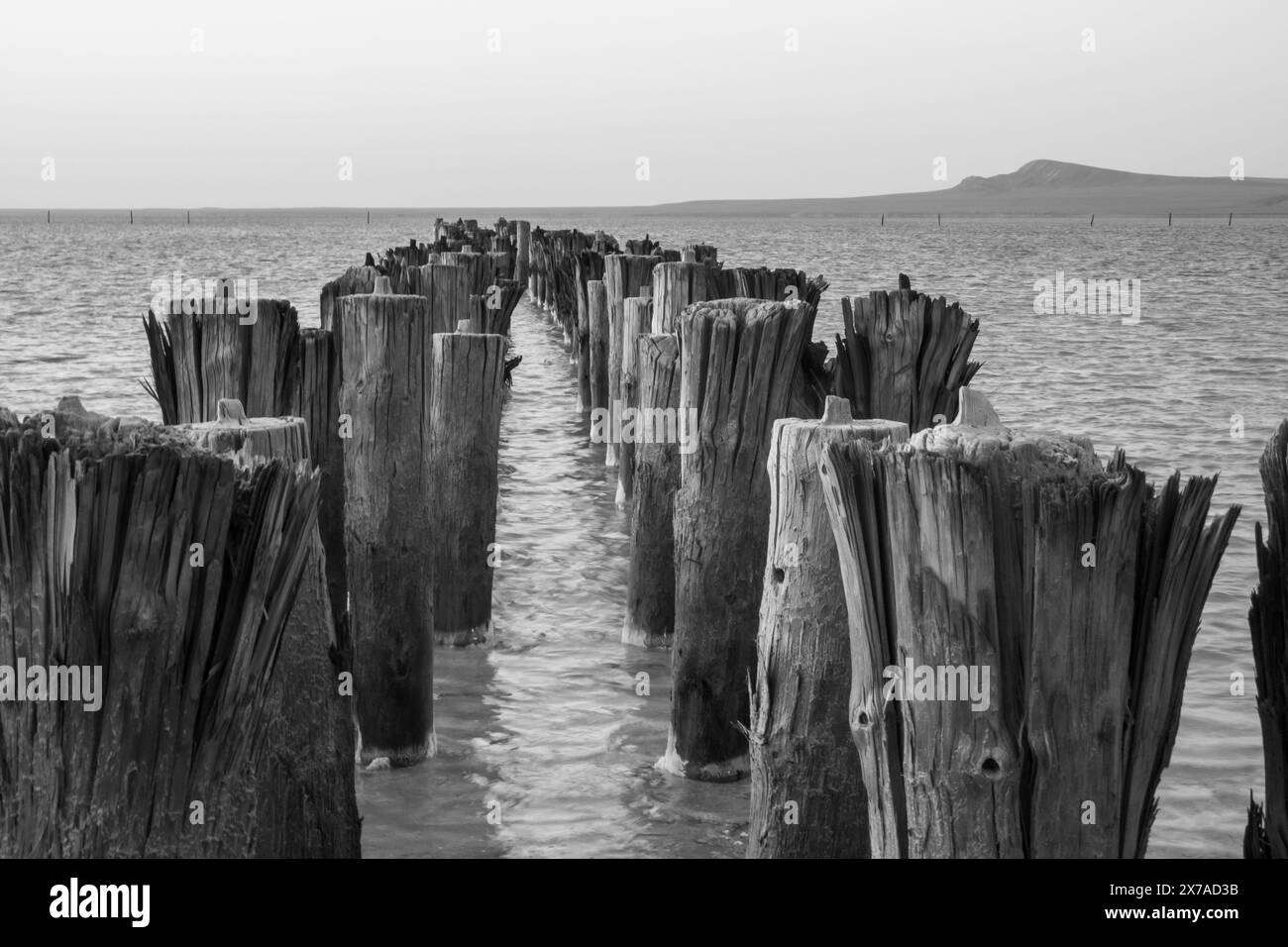 Immagine in bianco e nero di pali di legno intemprati che si estendono in un mare calmo con un paesaggio lontano. Foto Stock
