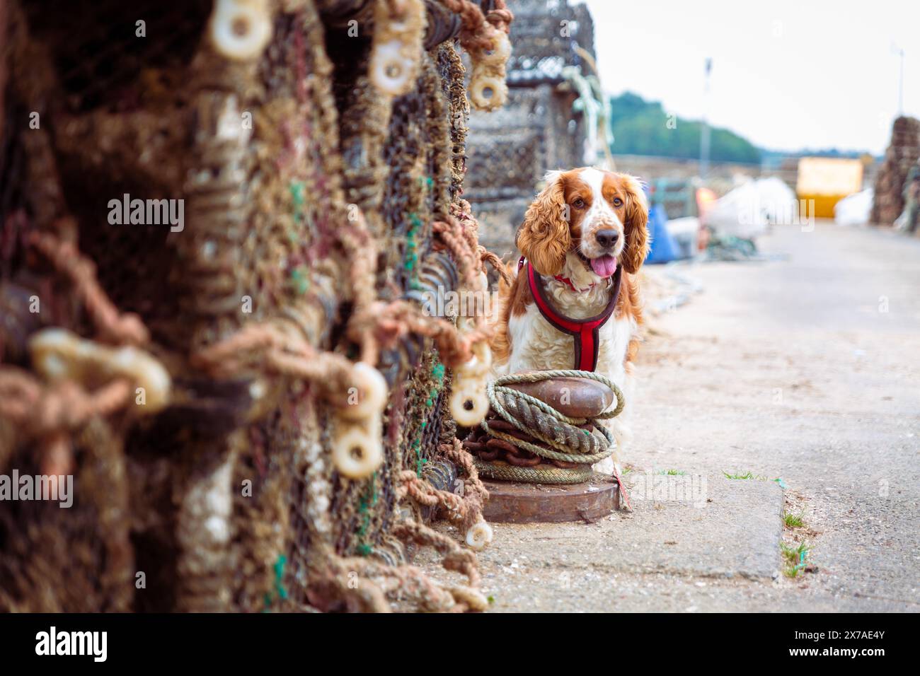 spaniel gallese springer nel porto di pesca Foto Stock