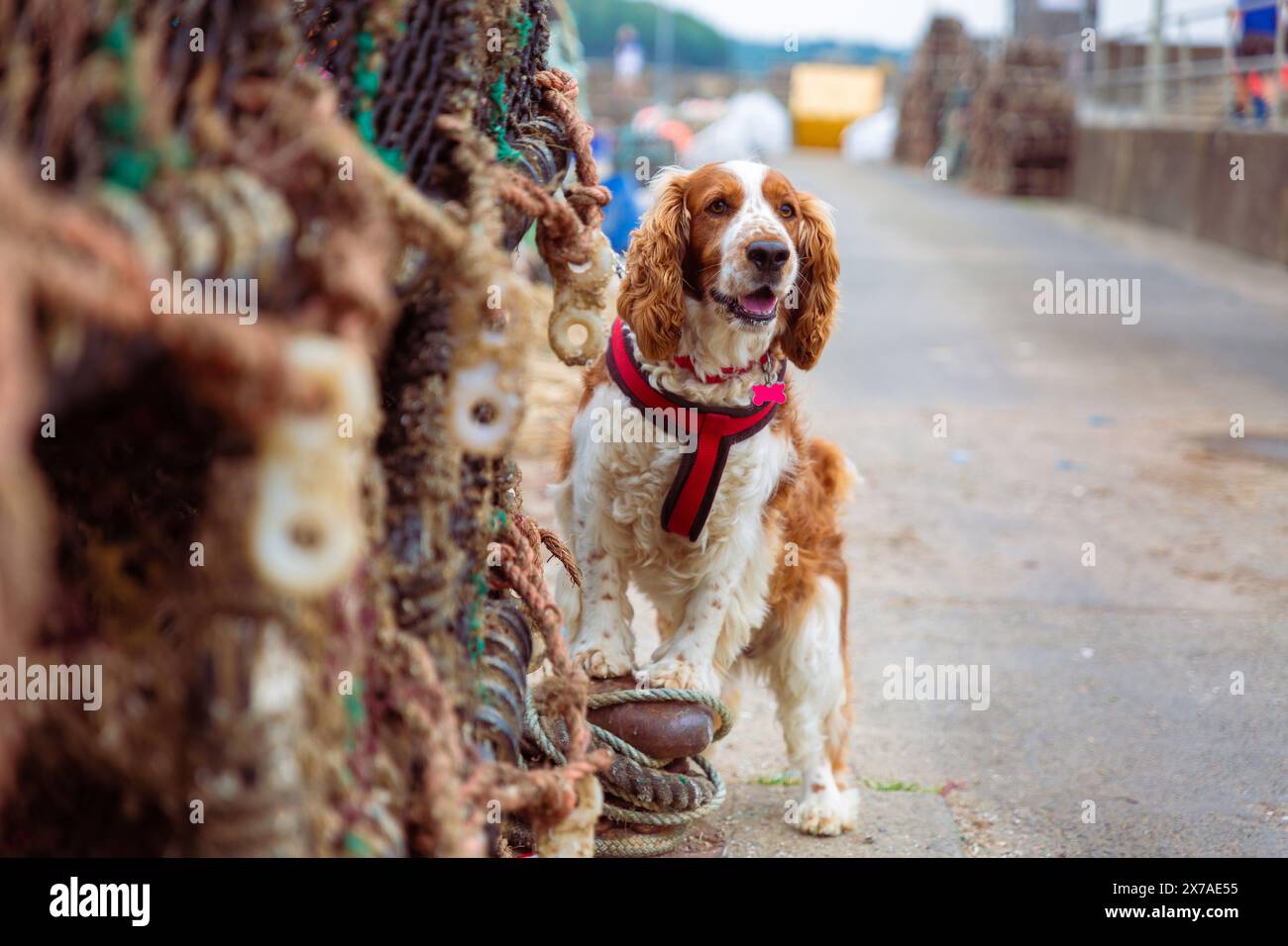 spaniel gallese springer nel porto di pesca Foto Stock