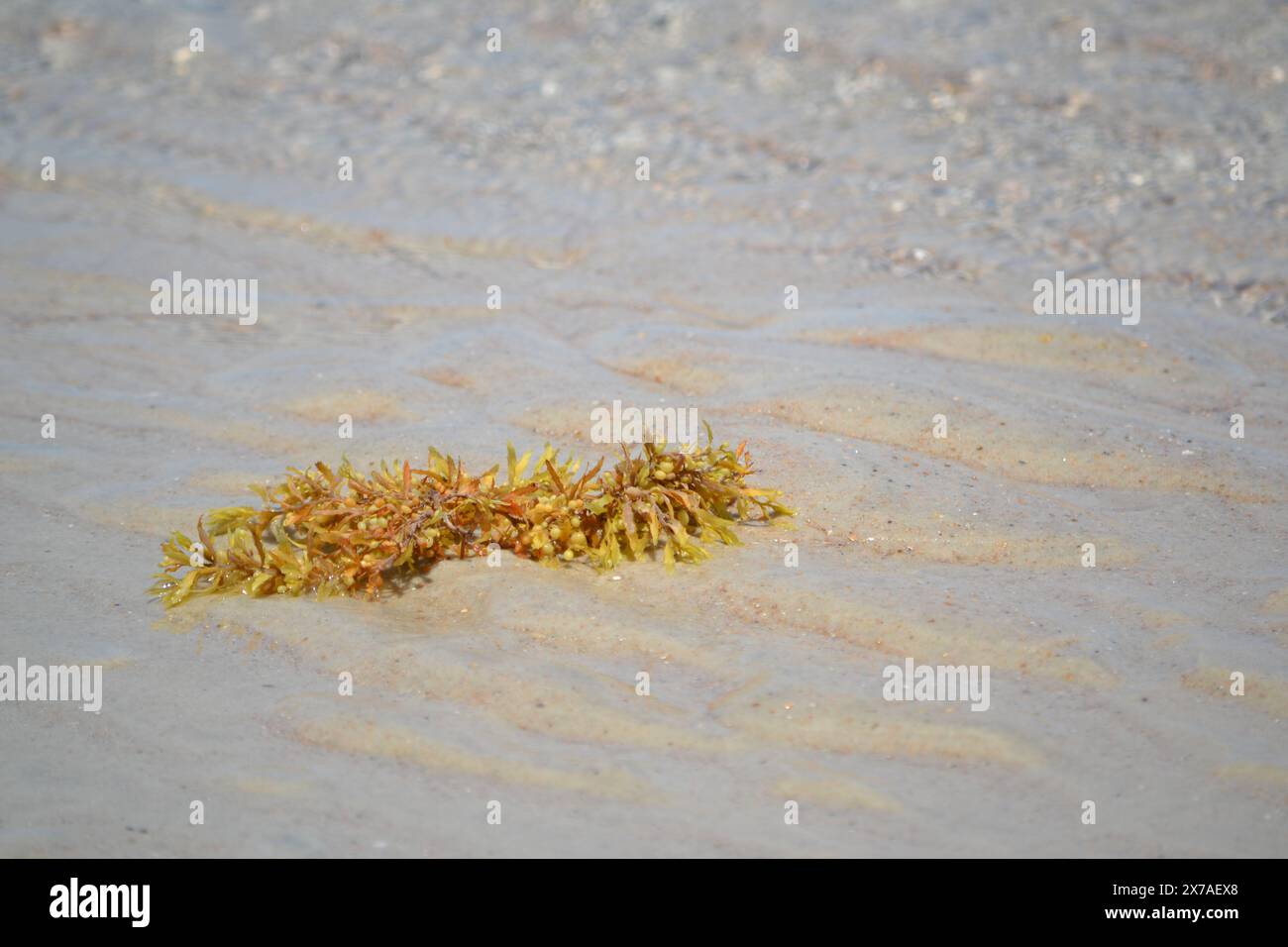 Un insieme di alghe gialle gialle si trova lungo il bordo dell'acqua, annidato in cima alle increspature della sabbia, mentre la marea si ritira a Ponce Inlet Beach, Florida. Foto Stock