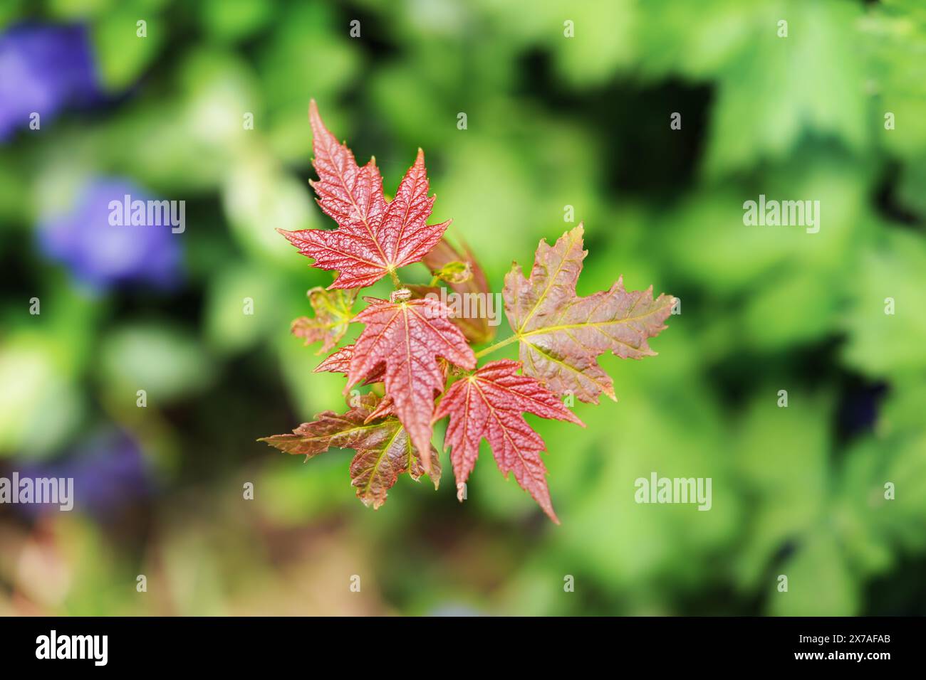 Norvegia Maple spara Foto Stock