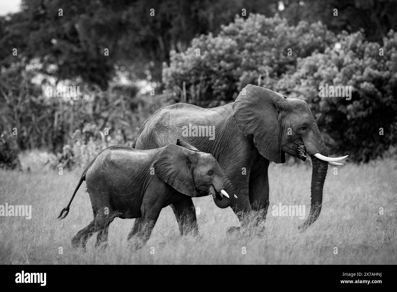 Gli elefanti sono visti nel Delta dell'Okavango il 2024 gennaio Foto Stock