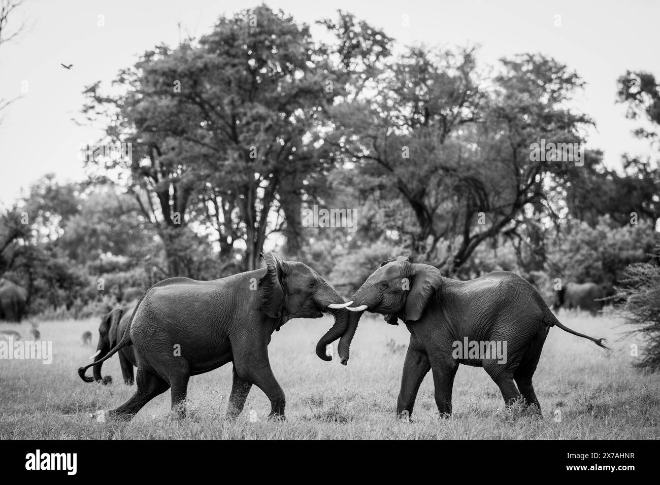 Gli elefanti sono visti nel Delta dell'Okavango il 2024 gennaio Foto Stock