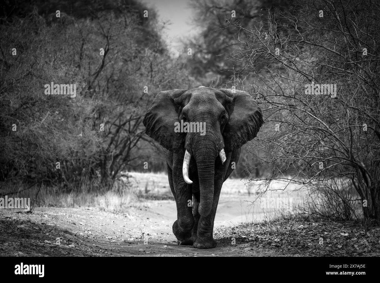 Gli elefanti sono visti nel Delta dell'Okavango il 2024 gennaio Foto Stock