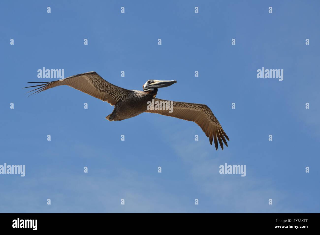 Un pellicano marrone solitario scivola attraverso l'oceano, le sue ali si estendono sullo sfondo di un cielo blu limpido. Foto Stock