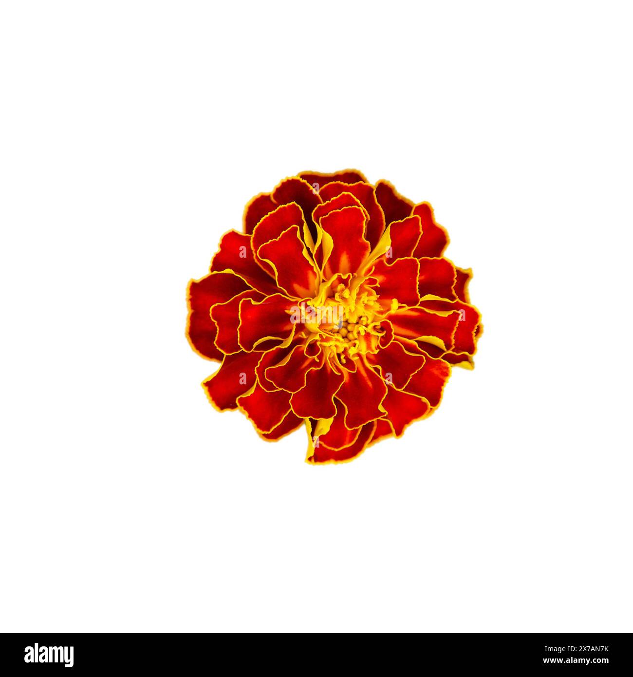HOSSIAN - 1600 pétalos de rosa de seda roja para decoración de flores