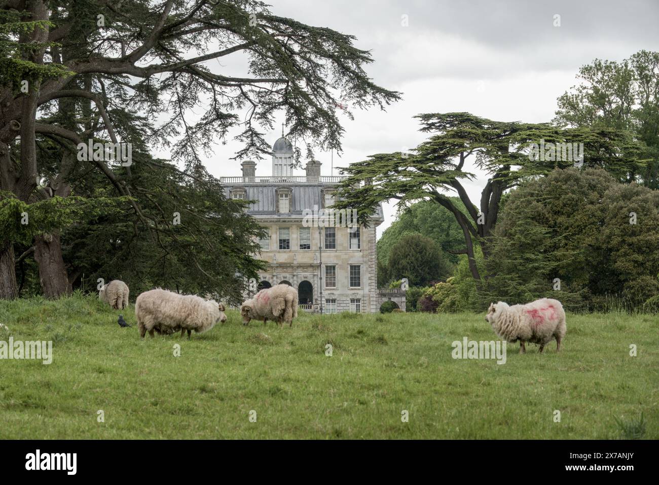 National Trust Kingston Lacy, una casa di campagna e tenuta vicino a Wimborne Minster, Dorset, Inghilterra Foto Stock