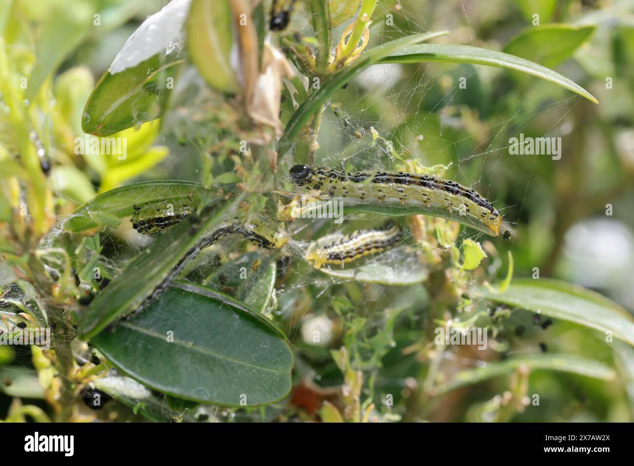 Buchsbaumzünsler, Buchsbaum-Zünsler, Raupe frisst an Buchsbaum, Buchs, Cydalima perspectalis, Phacellura advenalis, Neoglyphodes perspectalis, scatola tre Foto Stock