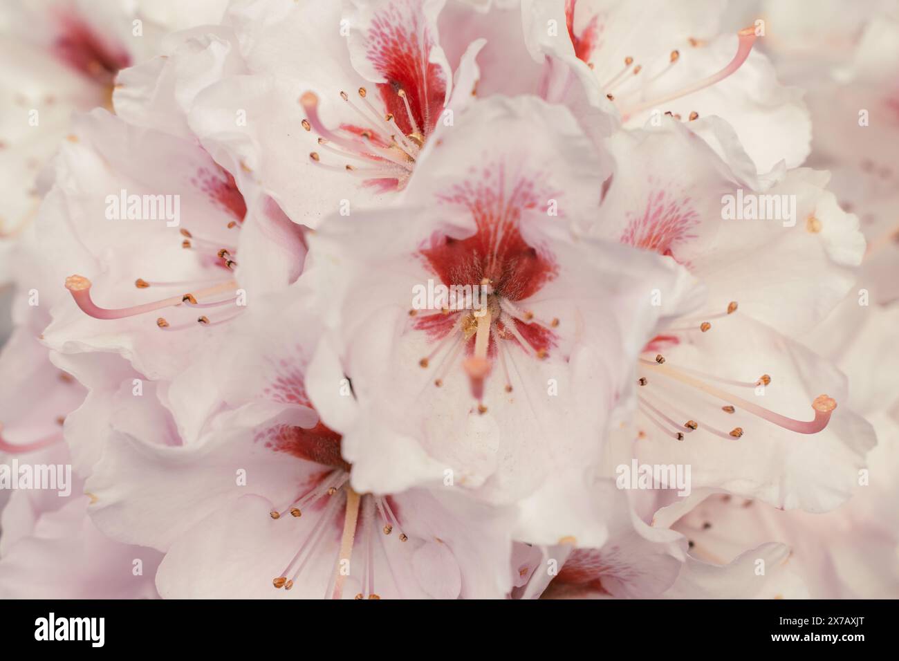I fiori di Ortensia sono rosa pallido in primo piano. Colori della trama di sfondo per il design. Messa a fuoco selezionata. Foto di alta qualità Foto Stock