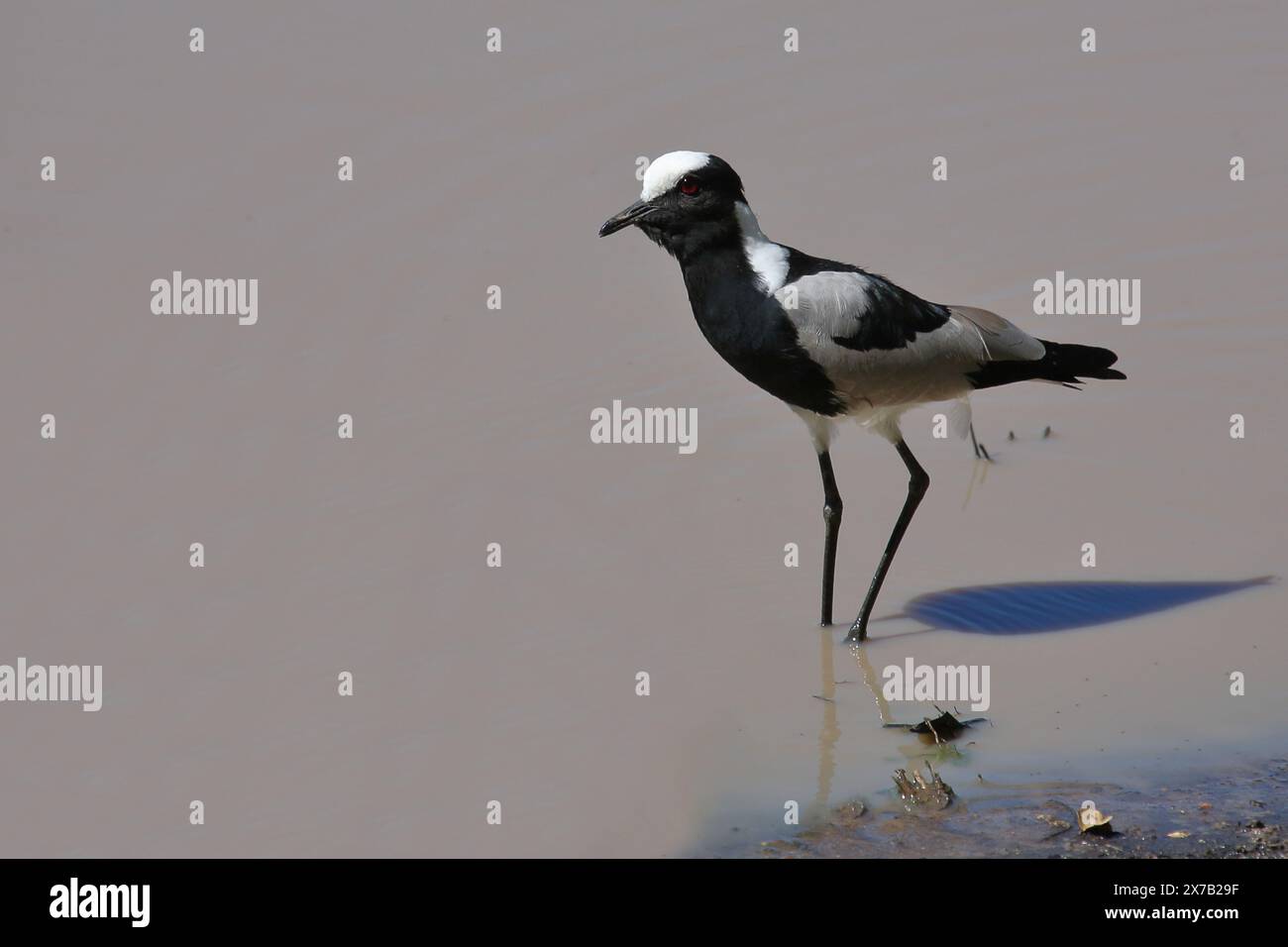 Waffenkiebitz / Lapwing Blacksmith o Blover Blacksmith / Armatus Vanellus Foto Stock