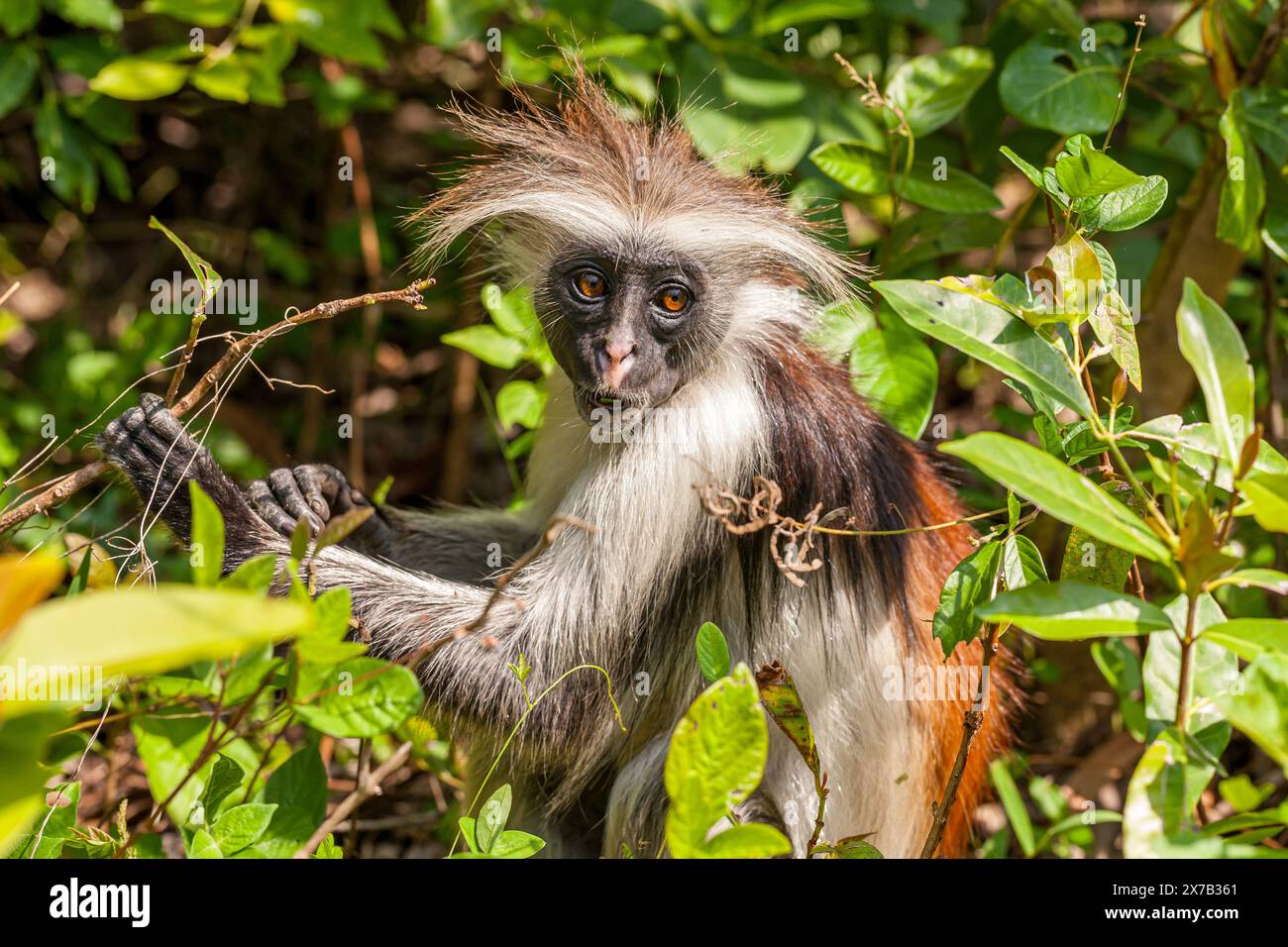 Tanzania, Zanzibar, Zanzibar Red Colobus - Kirk's Red Colobus (Procolobus kirkii) Foto Stock