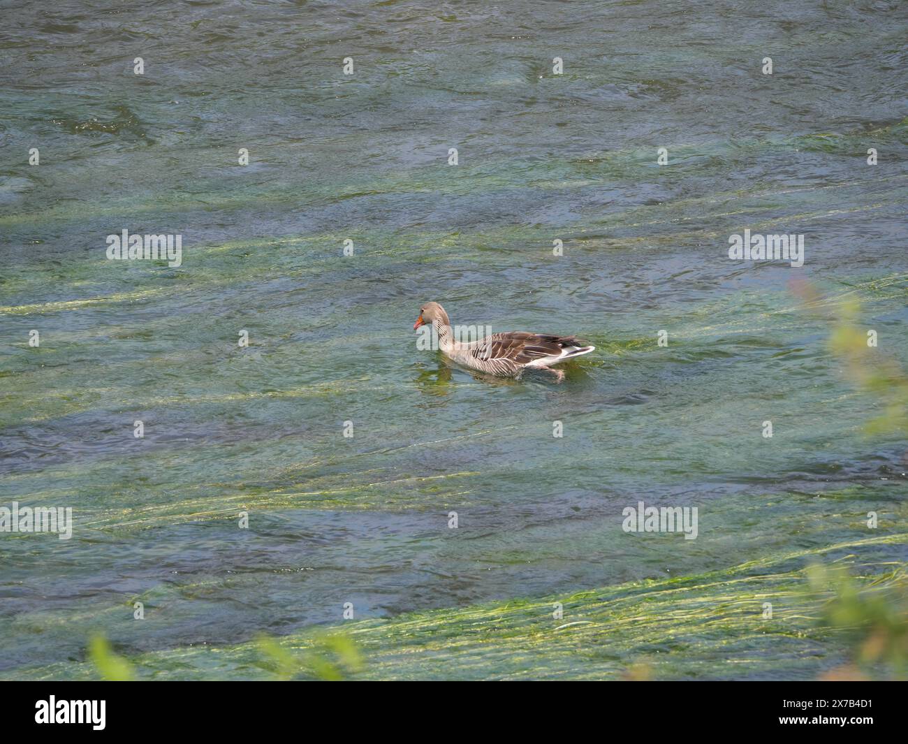 Un'oca grigia nuota contro la corrente sulla superficie del fiume Foto Stock