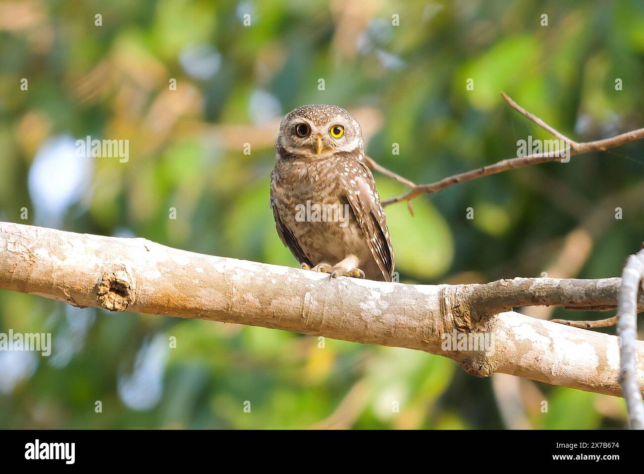 Gufo maculato arroccato in un habitat naturale che mostra fauna selvatica e aviaria Foto Stock