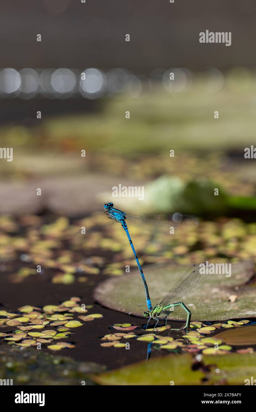 Accoppiamento di Damselflies azzurre (puella di Coenagrion) su uno stagno Foto Stock
