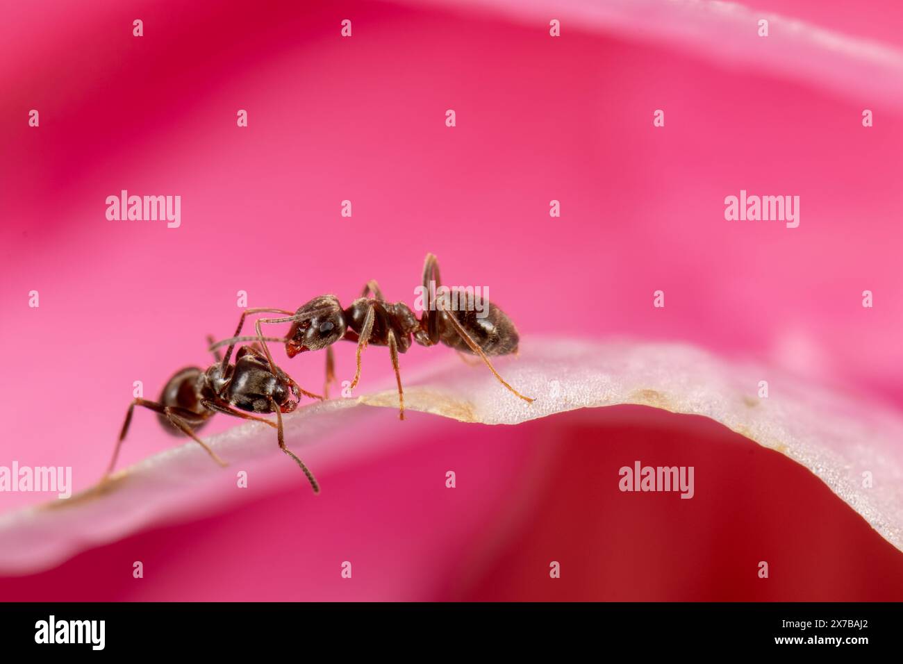 Le formiche del giardino nero (Lasius niger) si incontrano su un fiore di camelia Foto Stock