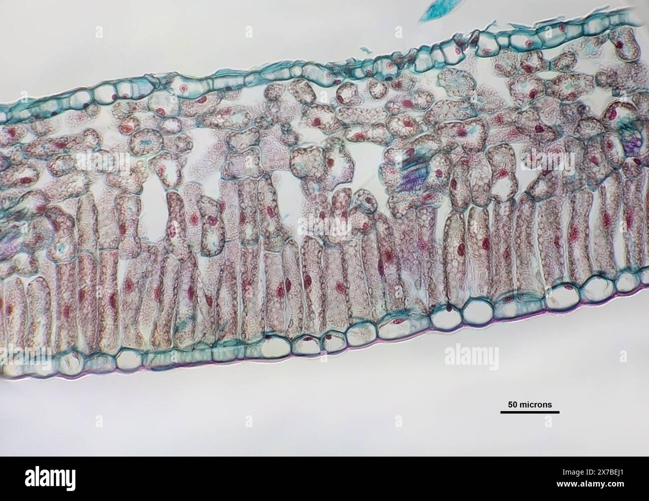 Foglia di Privet, sezione trasversale sotto un microscopio a 40 volte l'ingrandimento Foto Stock