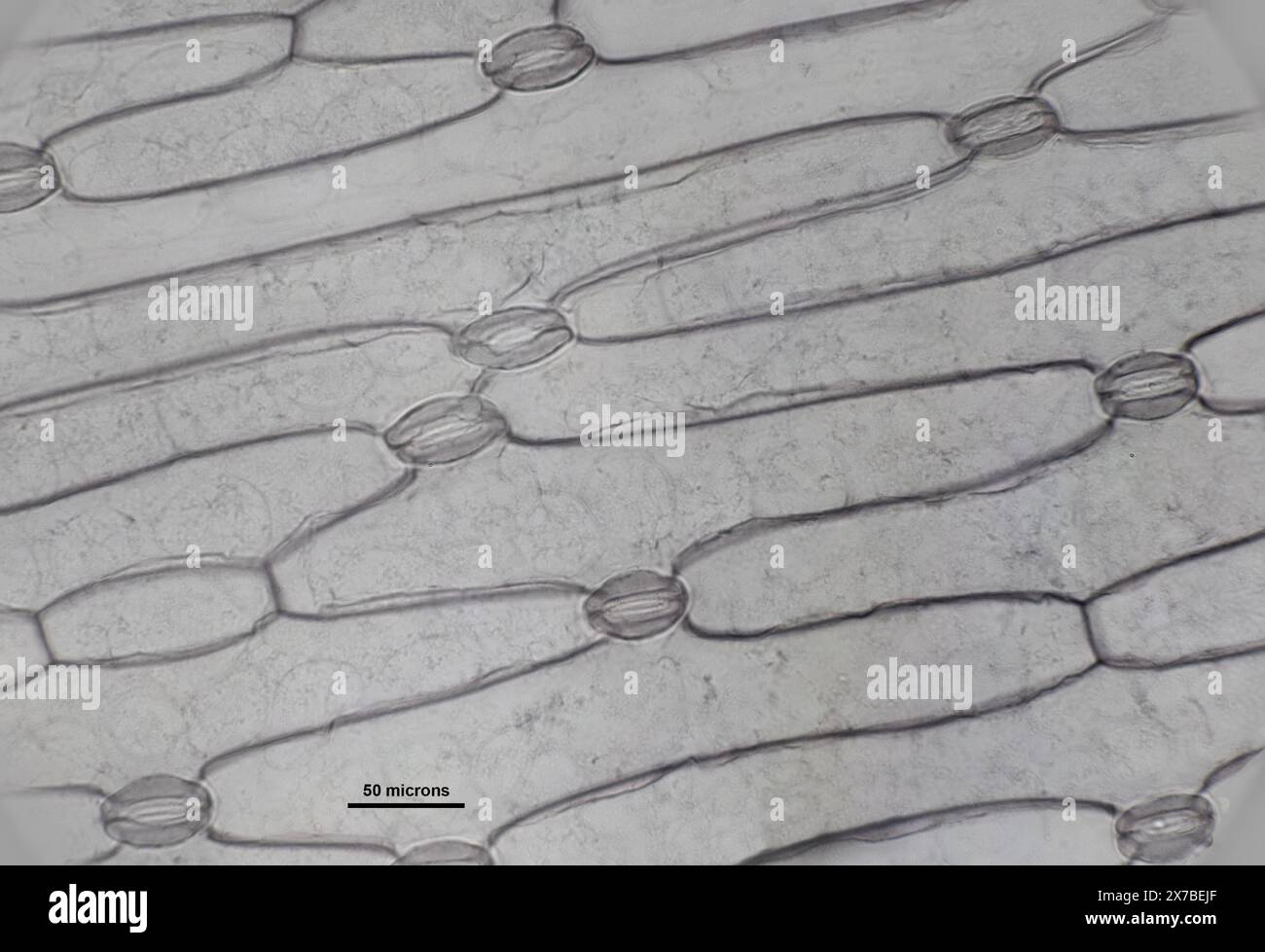 monoculla sotto un microscopio Foto Stock
