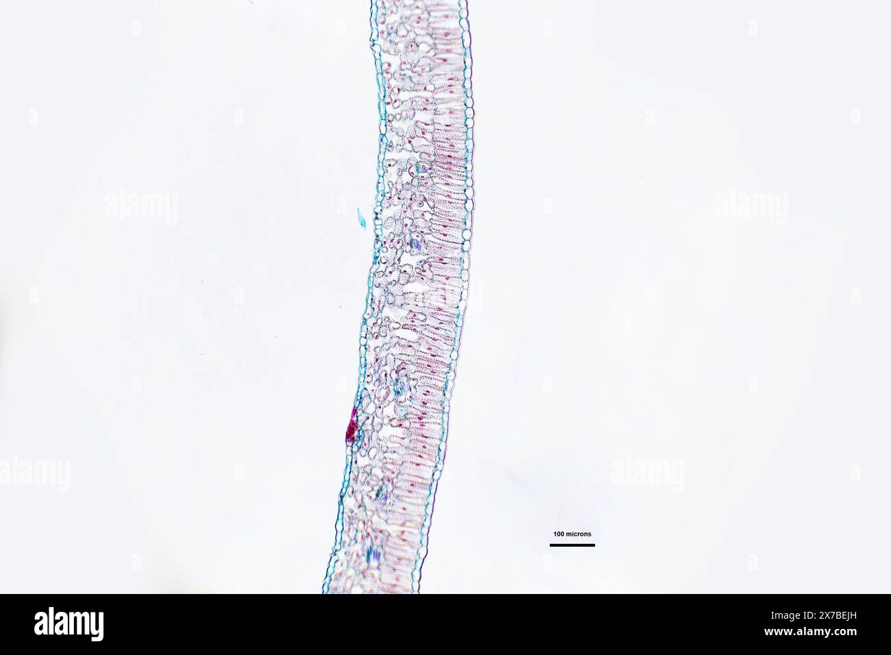 Foglia di Privet, sezione trasversale sotto un microscopio con ingrandimento 10 volte superiore Foto Stock