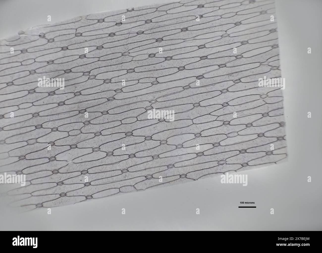 monoculla sotto un microscopio Foto Stock